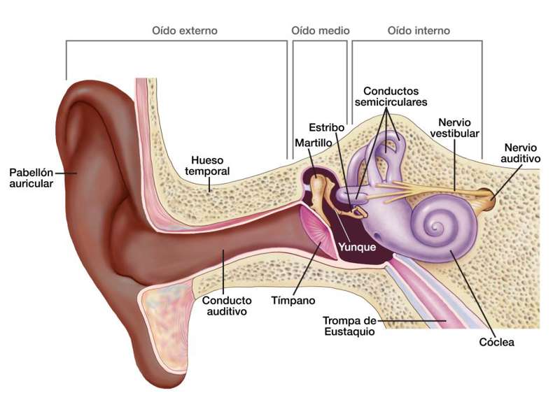 oreja esquema