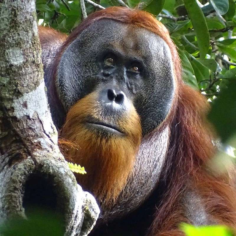 Esta es la primera vez vemos a un orangután usando una planta medicinal para curarse a sí mismo