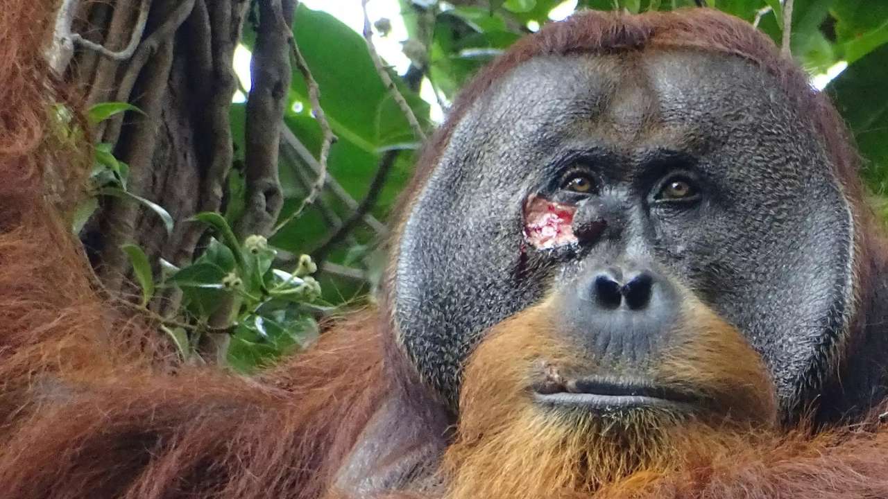 Esta es la primera vez vemos a un orangután usando una planta medicinal para curarse a sí mismo