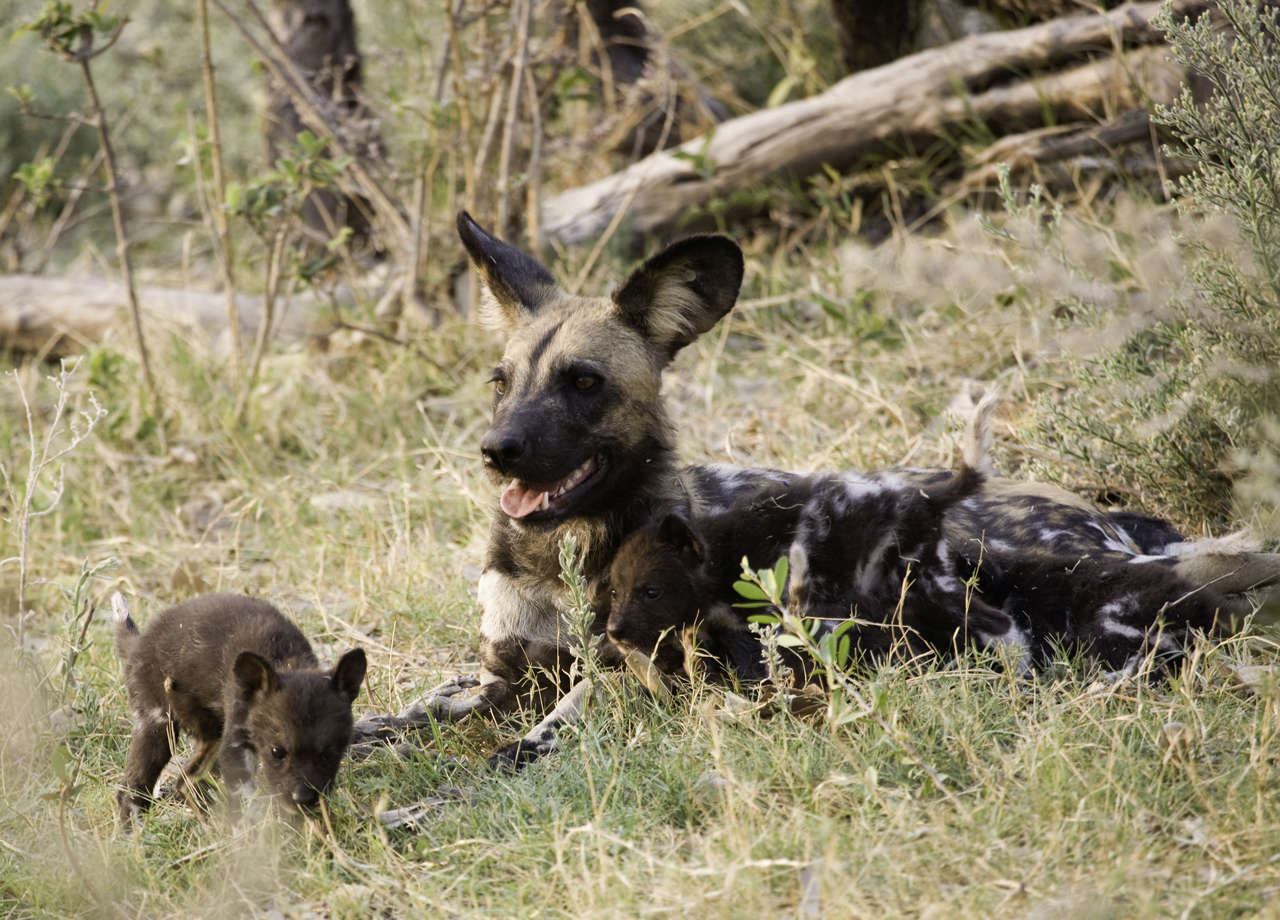 los perros evolucionaron de los lobos