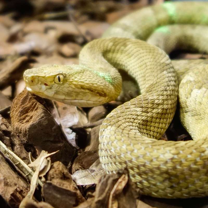 ¿Somos los humanos más peligrosos que las serpientes de la Isla de las Cobras?
