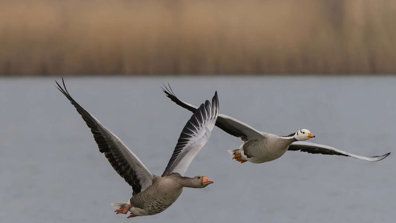 Aves que vuelan más de 10.000 kilómetros sin parar y otros récords de la migración aviar