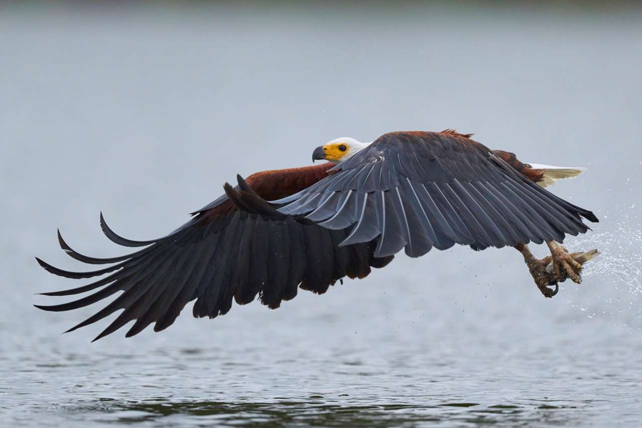 El vuelo del águila pescadora: desmontando una fotografía