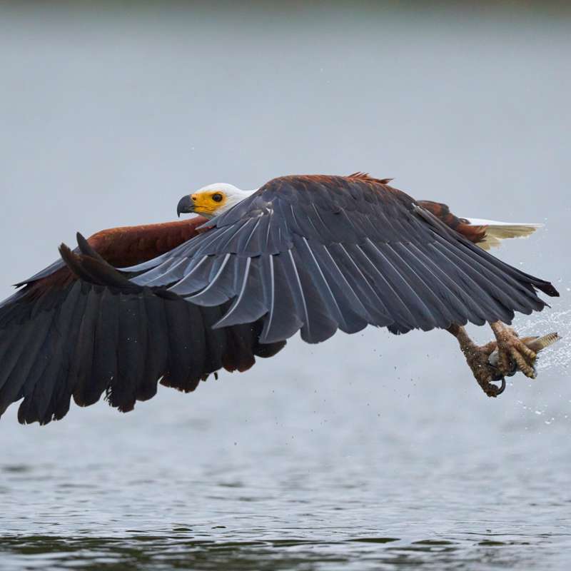 El vuelo del águila pescadora: desmontando una fotografía