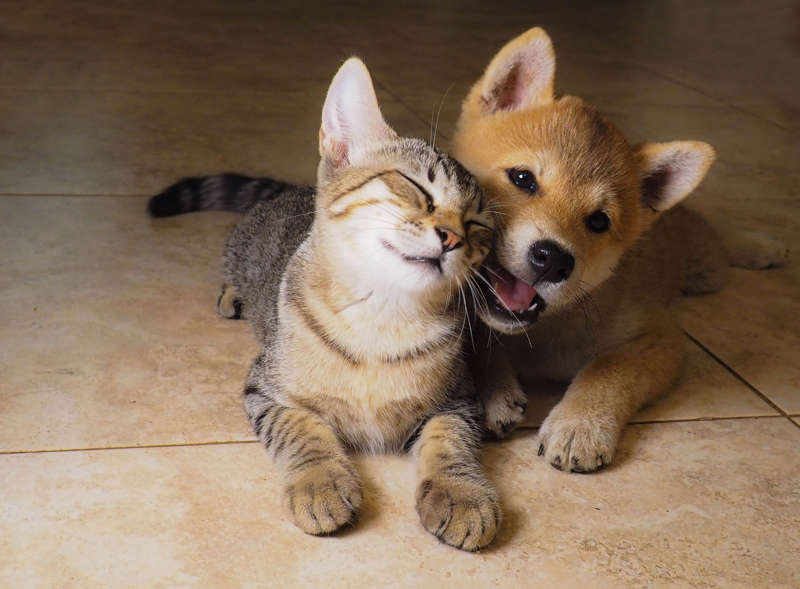 son los gatos realmente más inteligentes que los perros