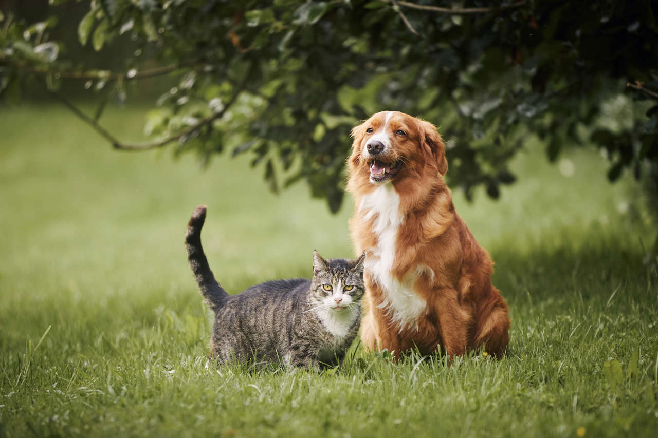 son los gatos realmente más inteligentes que los perros