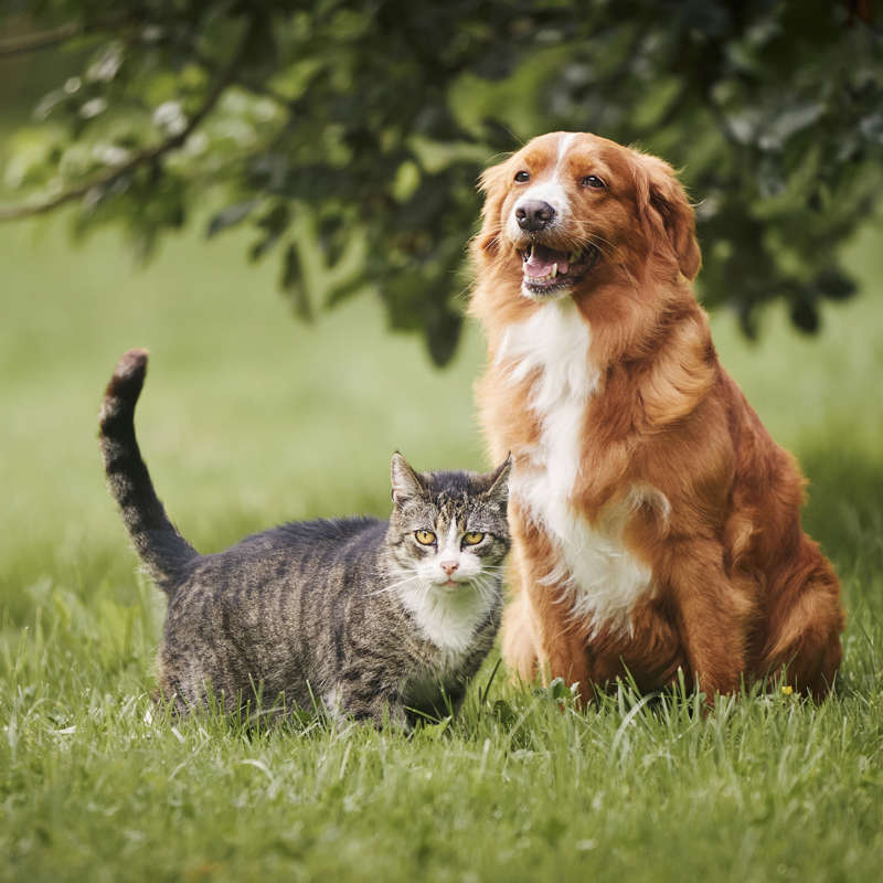 son los perros o los gatos más populares en europa