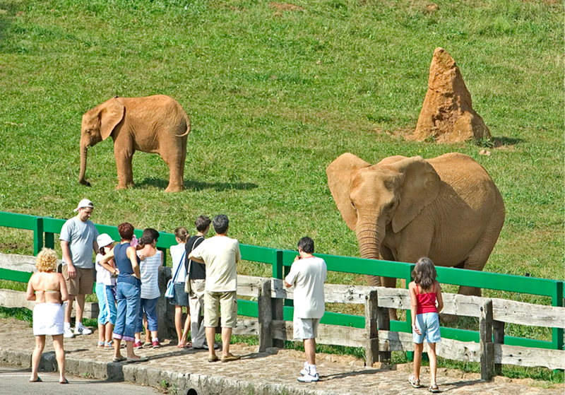 Elefantes en Cabárceno 2