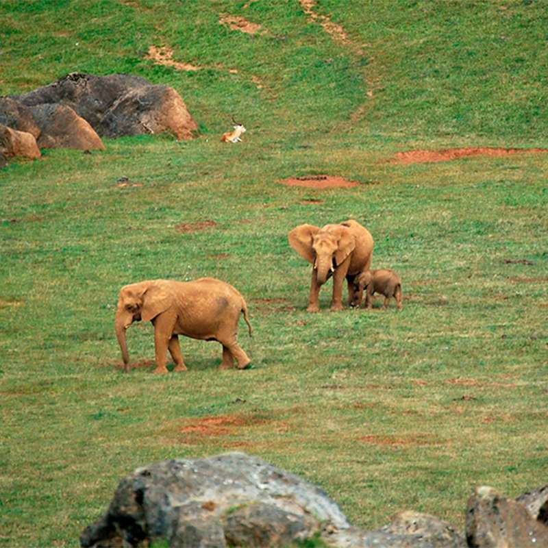 El parque natural de Cabárceno, referente mundial en la reproducción de los elefantes africanos
