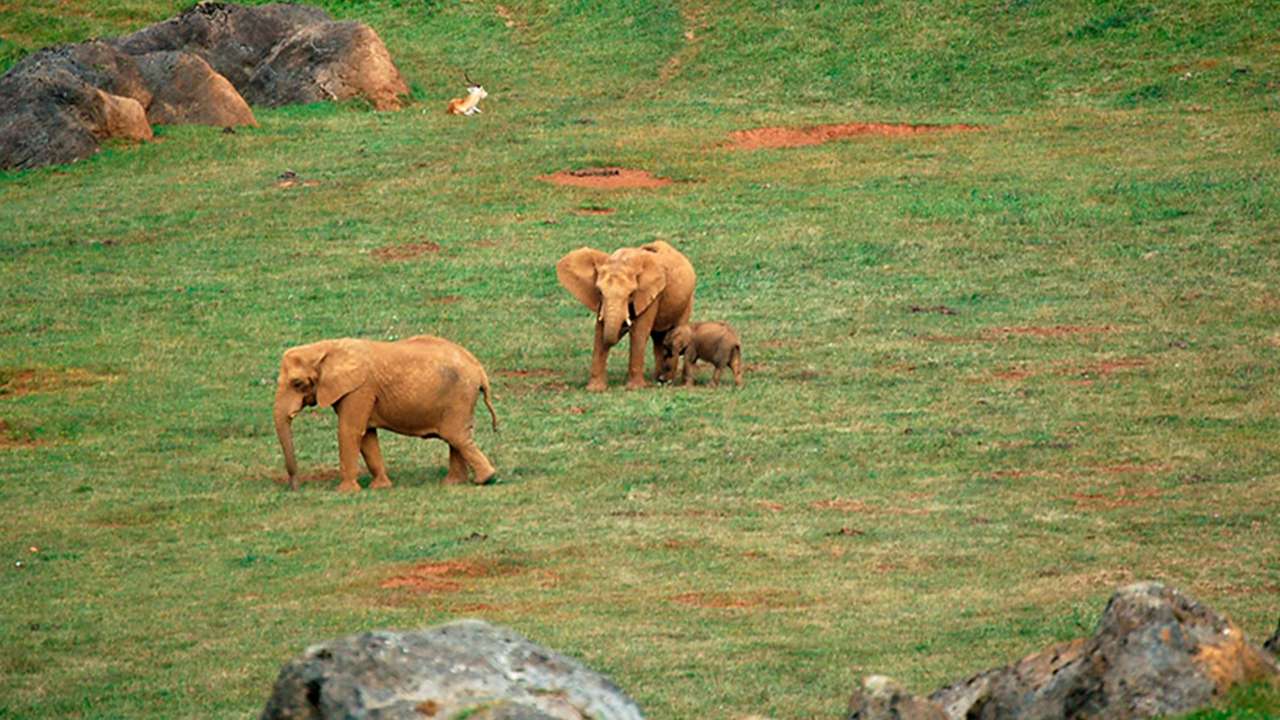 El parque natural de Cabárceno, referente mundial en la reproducción de los elefantes africanos