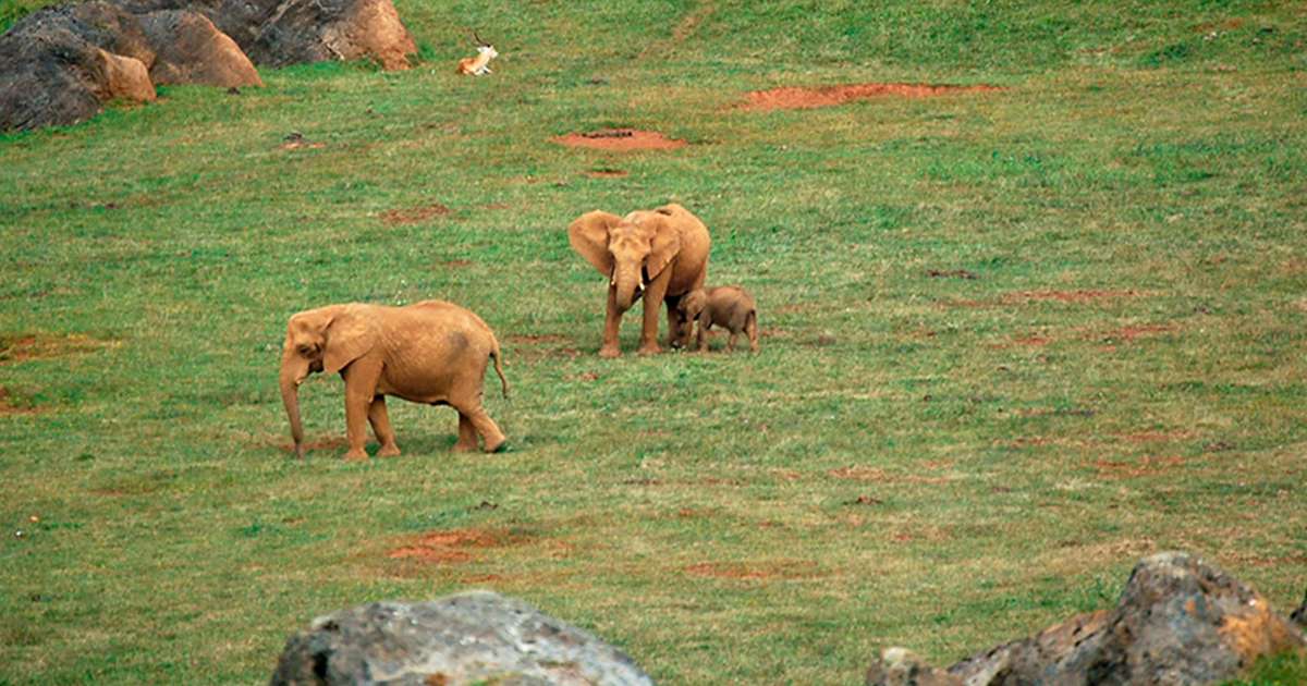 Buenas noticias: el parque español de Cabárceno logra cifras récord en la reproducción de elefantes