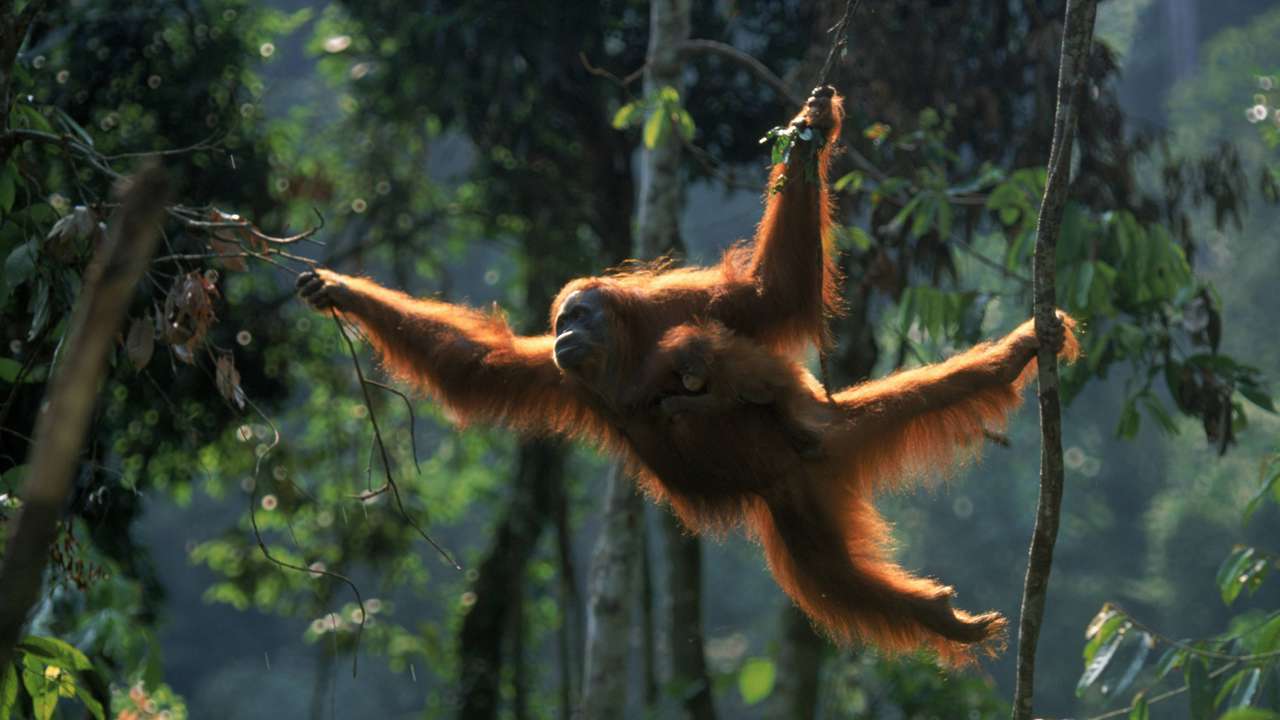 Orangutanes: La triste historia de una especie en extinción