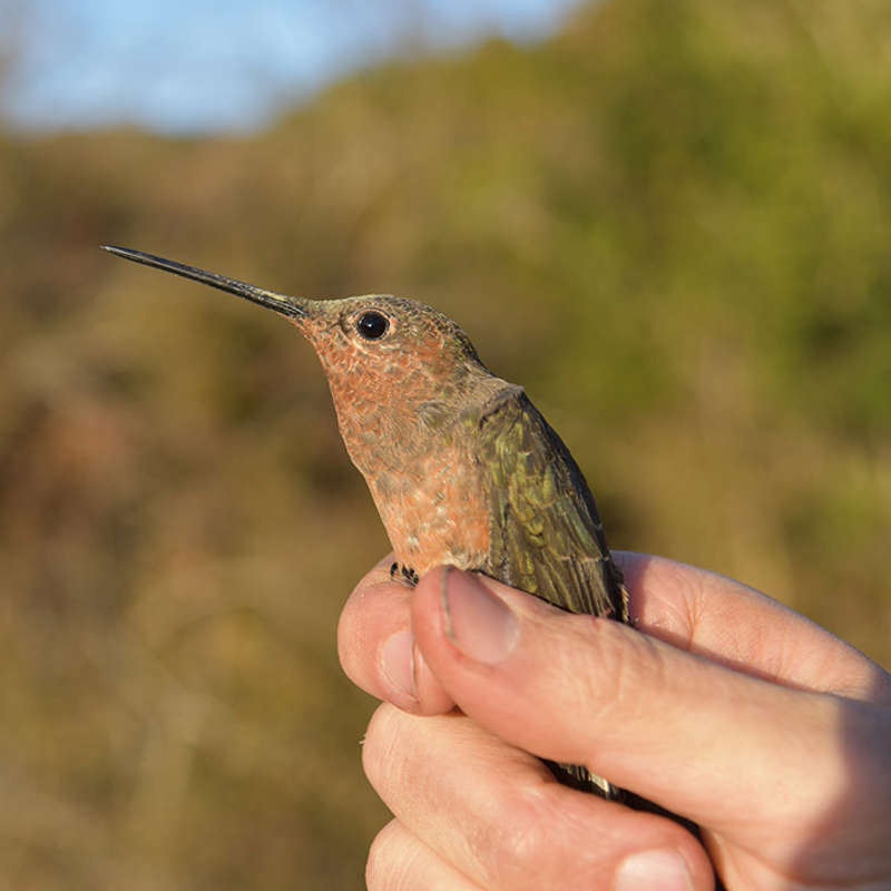 El colibrí gigante no es una sino dos especies
