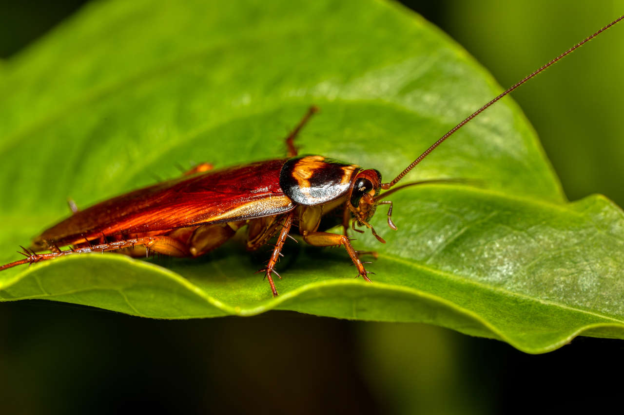 Cucaracha australiana