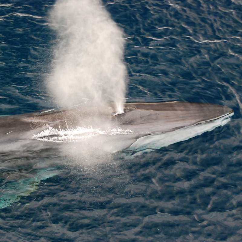 La ballena de aleta, el nuevo objetivo en el punto de mira de la pesca en Japón