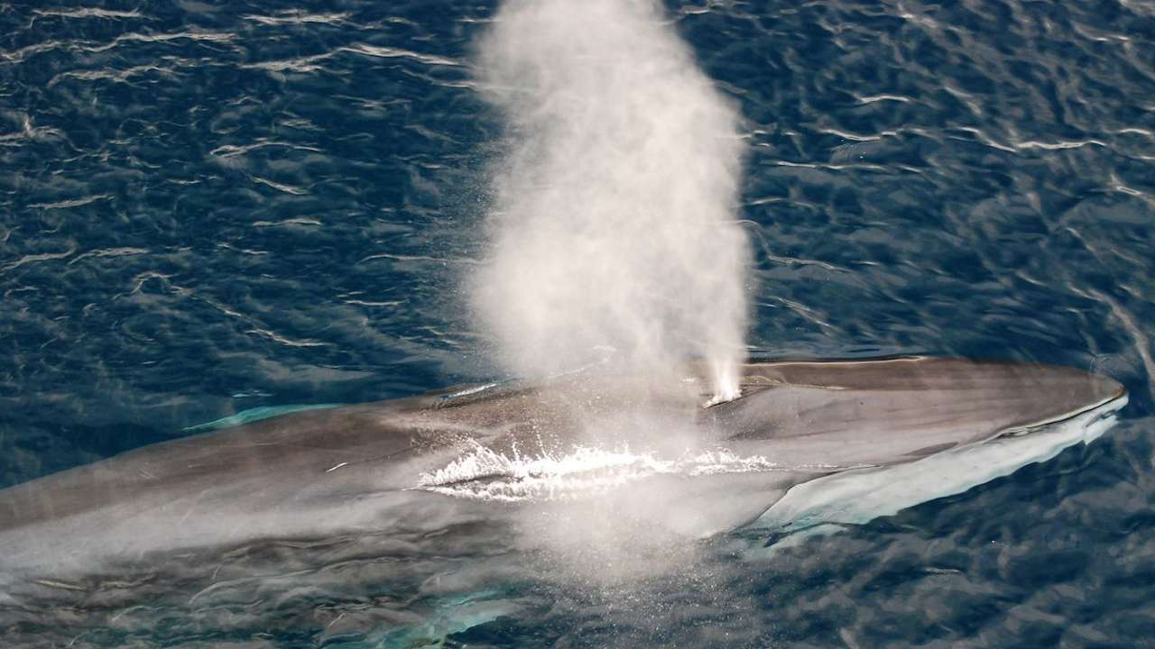 La ballena de aleta, el nuevo objetivo en el punto de mira de la pesca en Japón