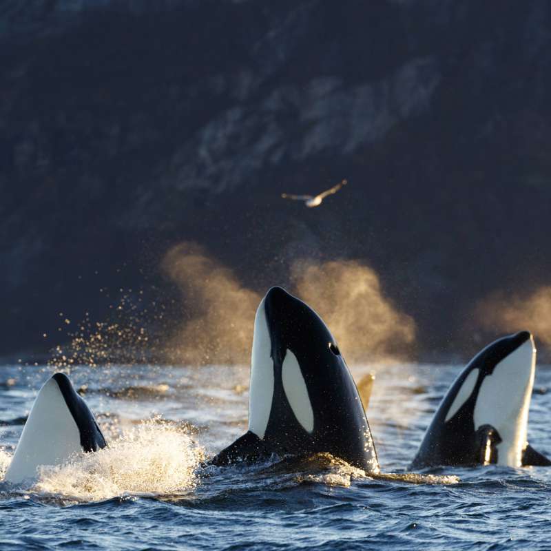 Un nuevo encuentro con orcas deja otro naufragio: ¿qué hacer en estos casos? 