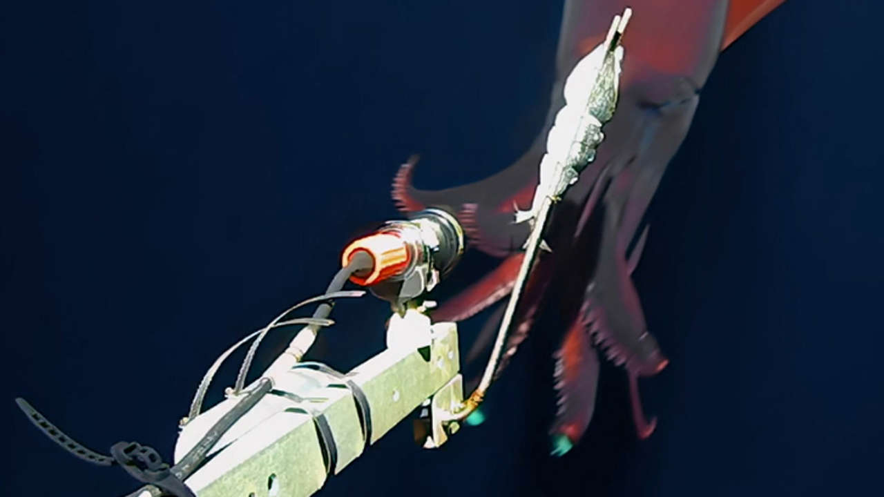 Filman un raro calamar gigante con 'luces integradas'