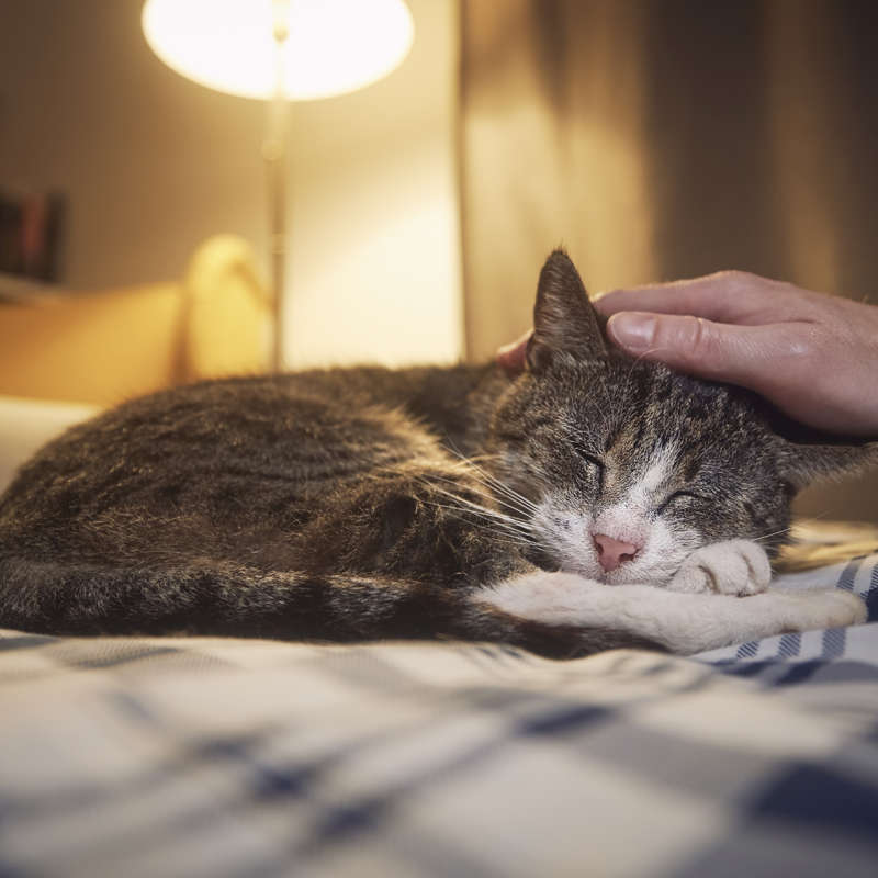 ¿Los gatos podrían vivir hasta los 30 años gracias a un nuevo tratamiento? No es tan sencillo