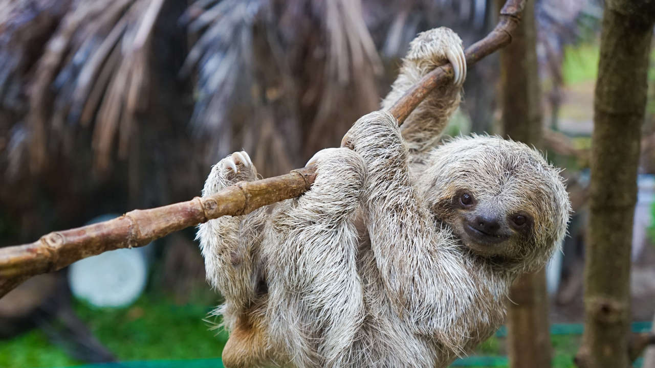 La buena noticia: Costa Rica se convierte en el primer país sin zoológicos estatales