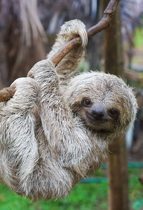 La buena noticia: Costa Rica se convierte en el primer país sin zoológicos estatales