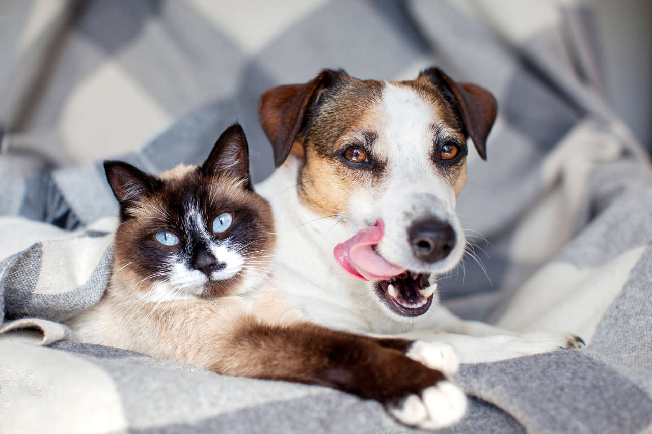 son los gatos realmente más inteligentes que los perros