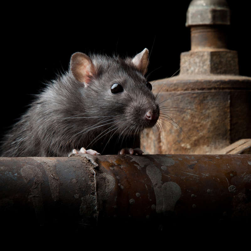 Nueva York tiene un serio problema con las ratas de alcantarilla. Esta es su última opción. 