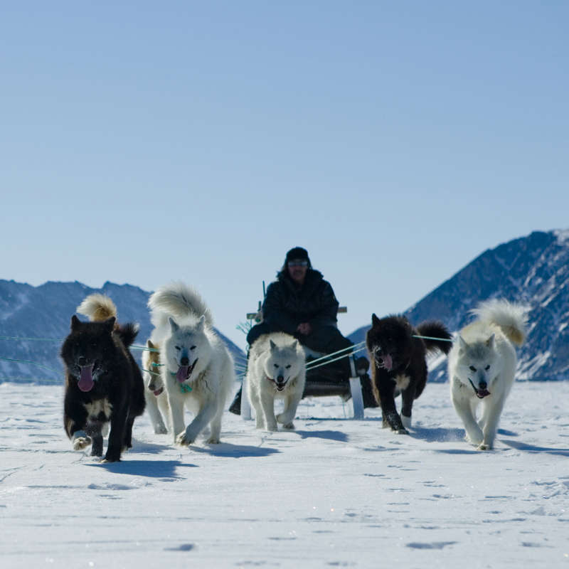 El perro de Groenlandia, una raza antigua en peligro de extinción