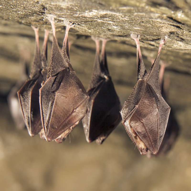 Murciélagos, los mamíferos voladores con supersentidos 