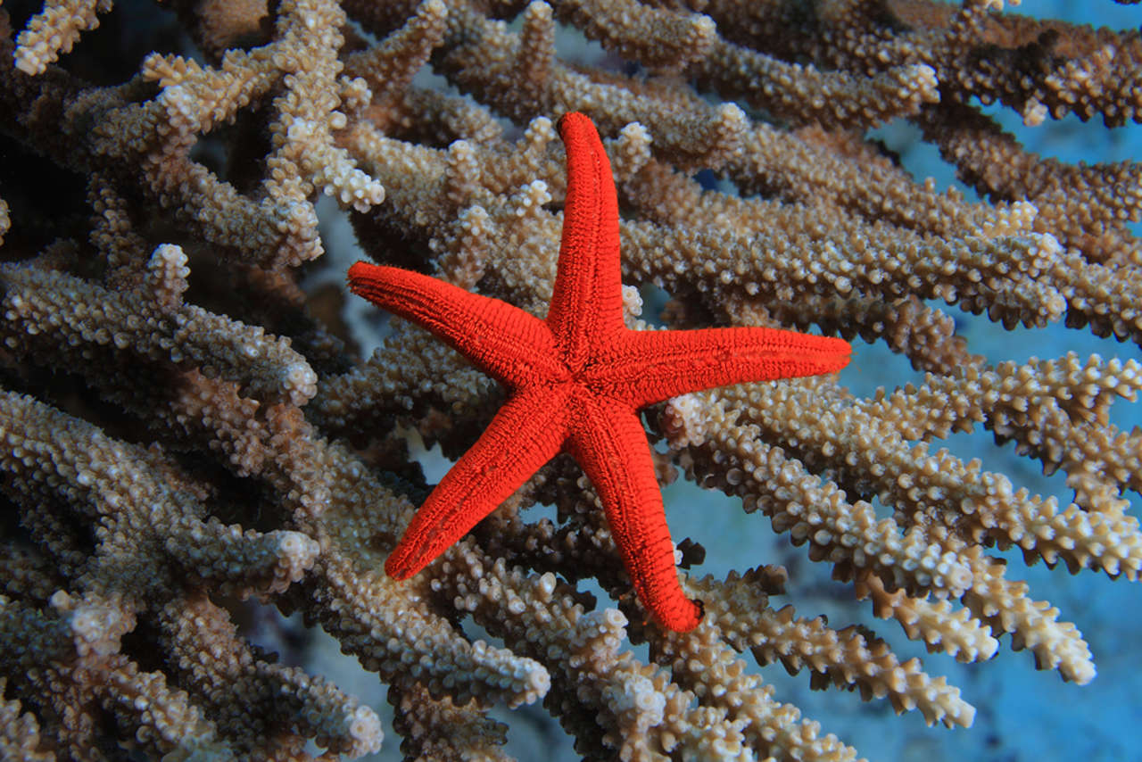 Estrellas de mar: carnívoras, voraces y capaces de autoclonarse