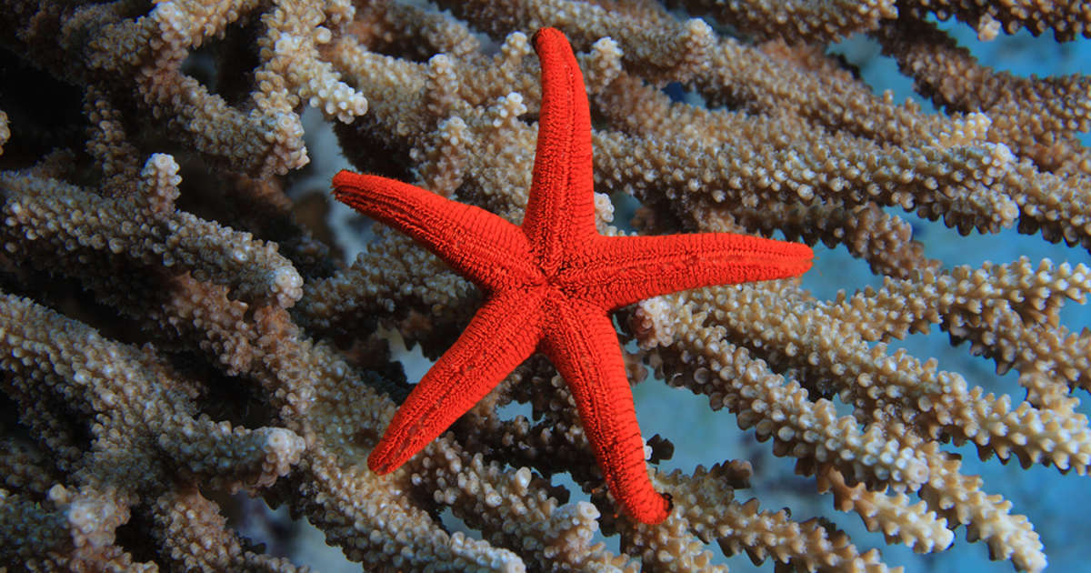 estrella und coral de mar