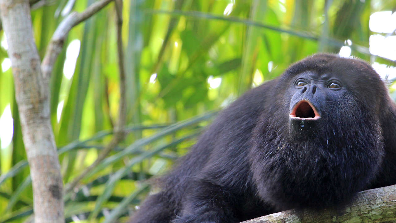 México investiga la muerte de decenas de monos aulladores en el sur del país