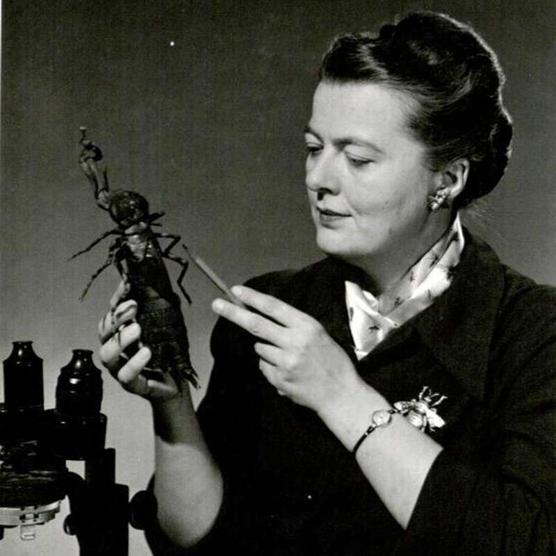 Alice Gray, la Dama Bicho que dedicó su vida a estudiar los insectos
