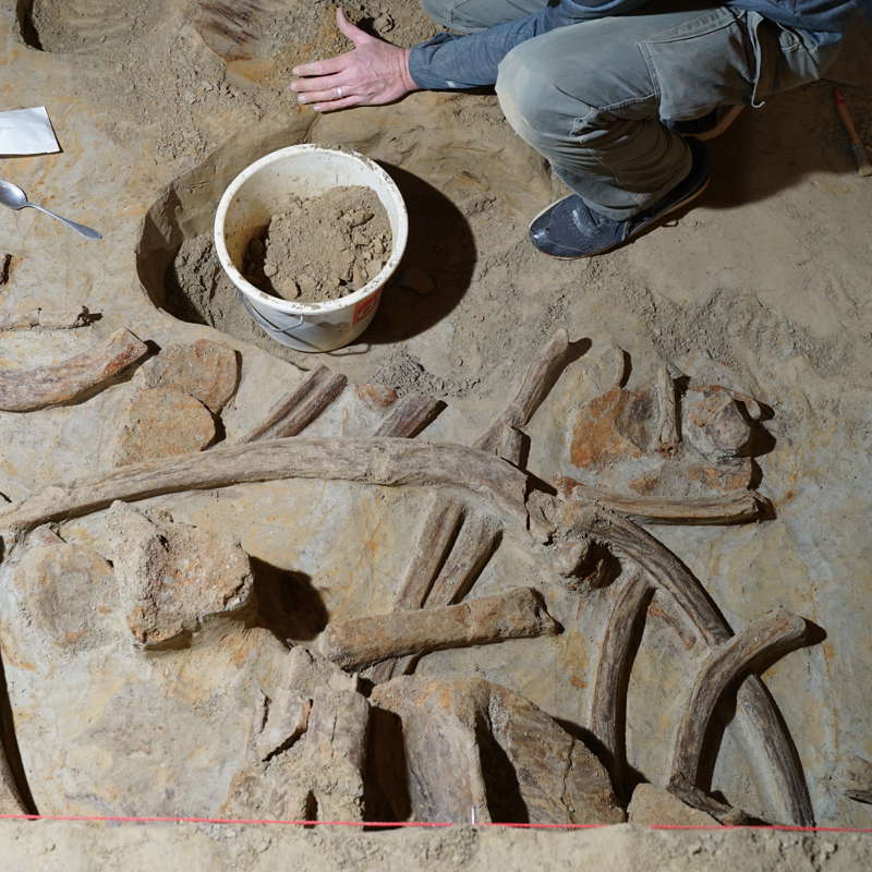 Hallan huesos de mamut de hace 40.000 años en una bodega de vinos