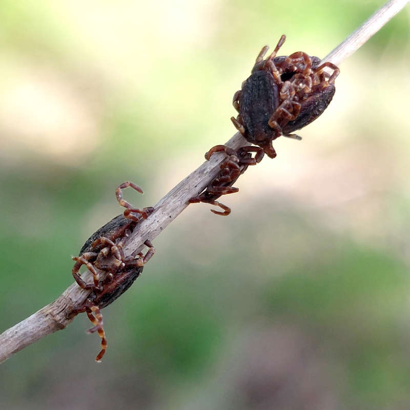 Qué es la enfermedad de Lyme que transmiten las garrapatas