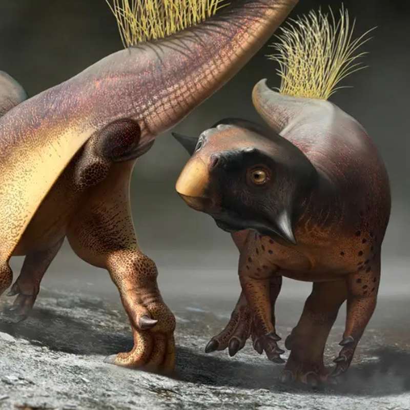 Algunos dinosaurios tuvieron a la vez plumas y escamas