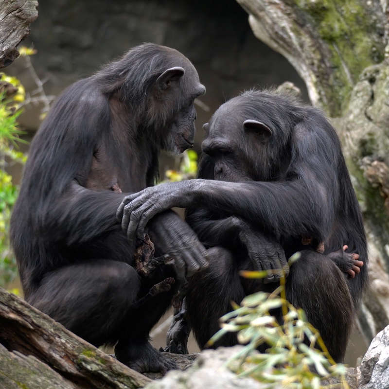 El "duelo" de Natalia, la chimpancé que carga el cuerpo de su cría fallecida desde hace meses
