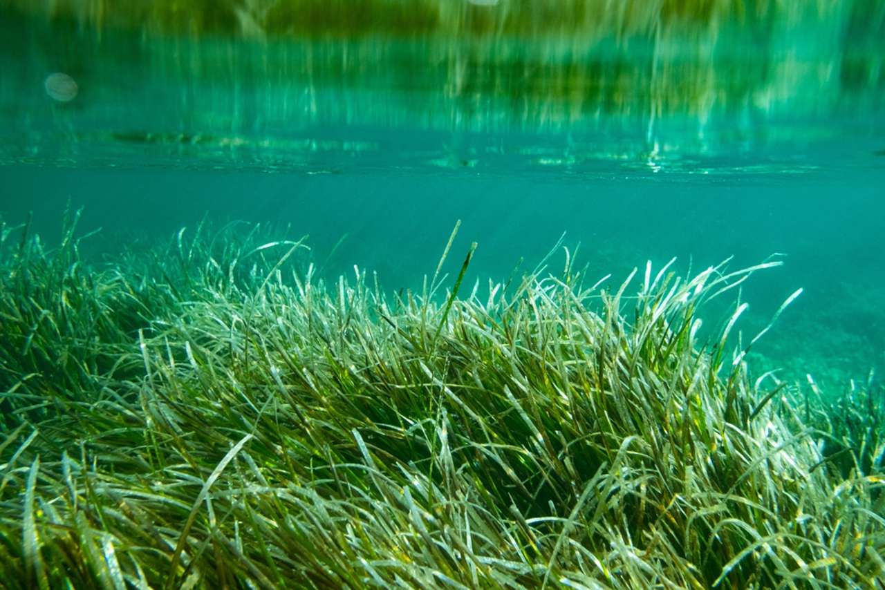 Esta planta acuática del Mediterráneo se está recuperando, y eso es una muy buena noticia Pradera-de-posidonia_73e4e11d_240529132404_1280x854