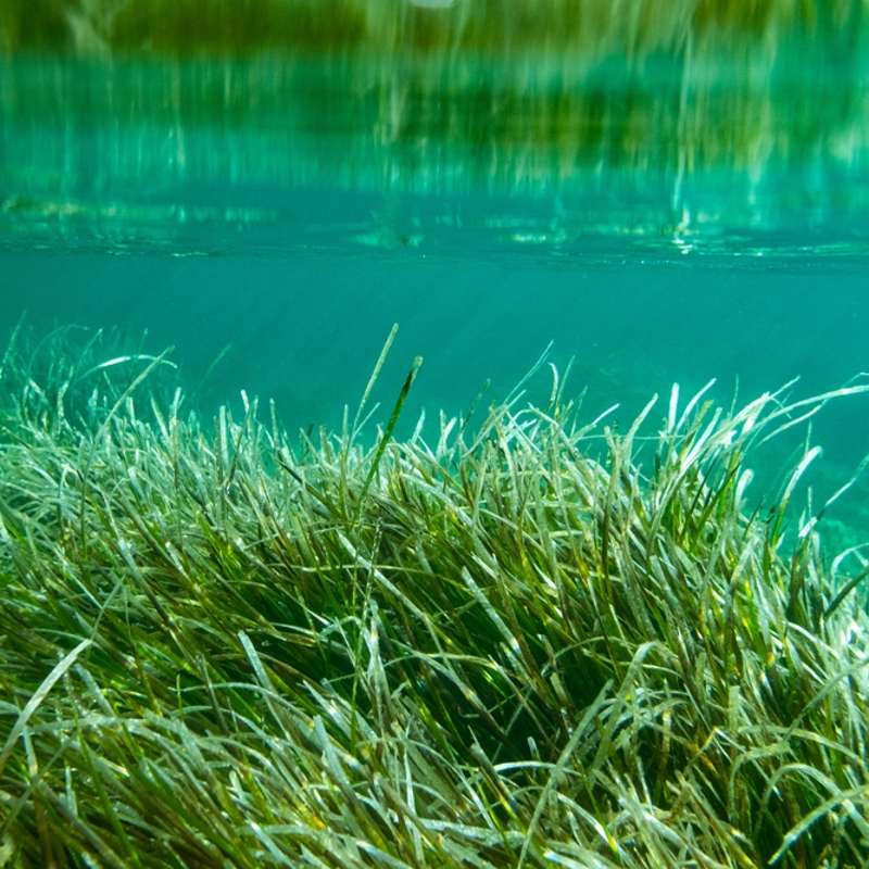 Esta planta acuática del Mediterráneo se está recuperando, y eso es una muy buena noticia