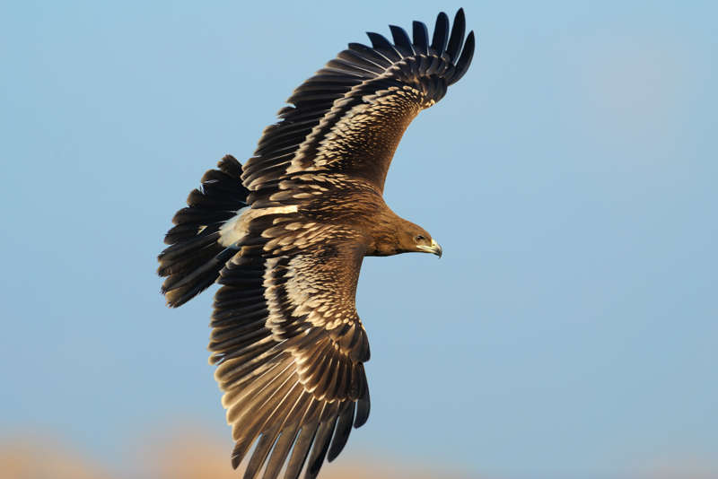 Greater Spotted Eagle