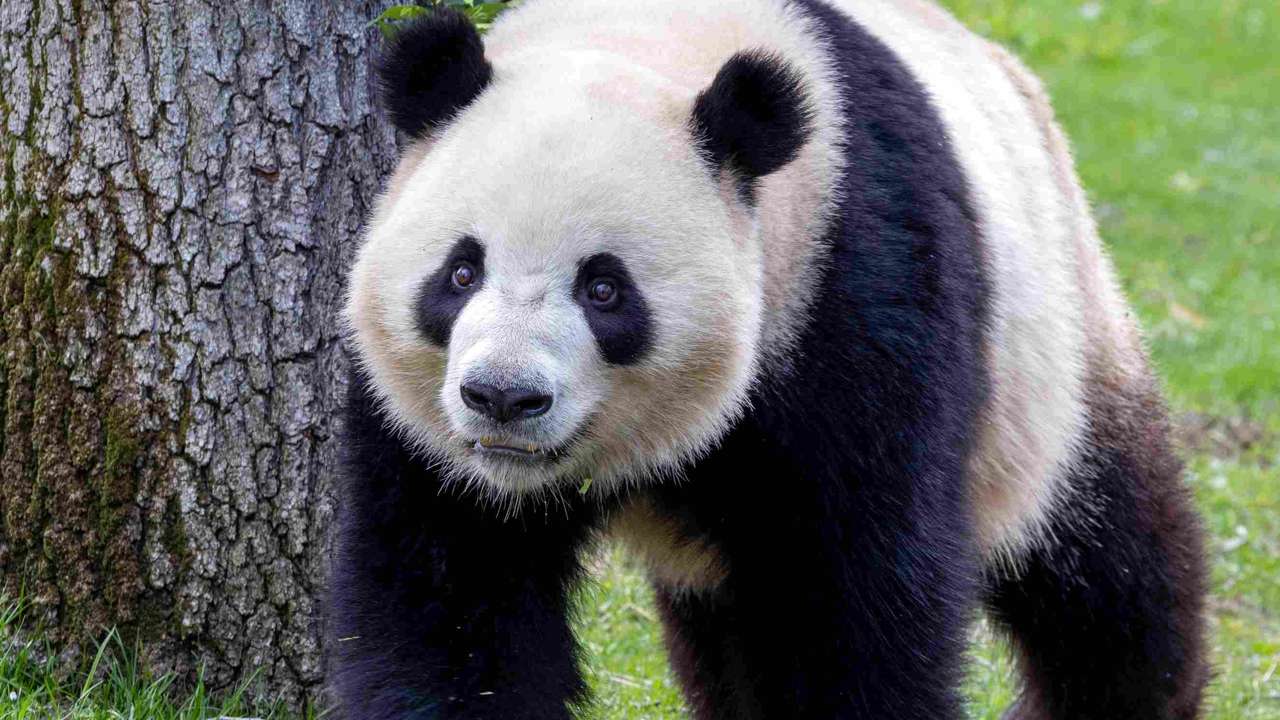 Los nuevos pandas del Zoo de Madrid se muestran por primera vez en público