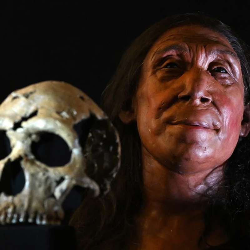 El apareamiento entre neandertales y humanos fue breve pero productivo