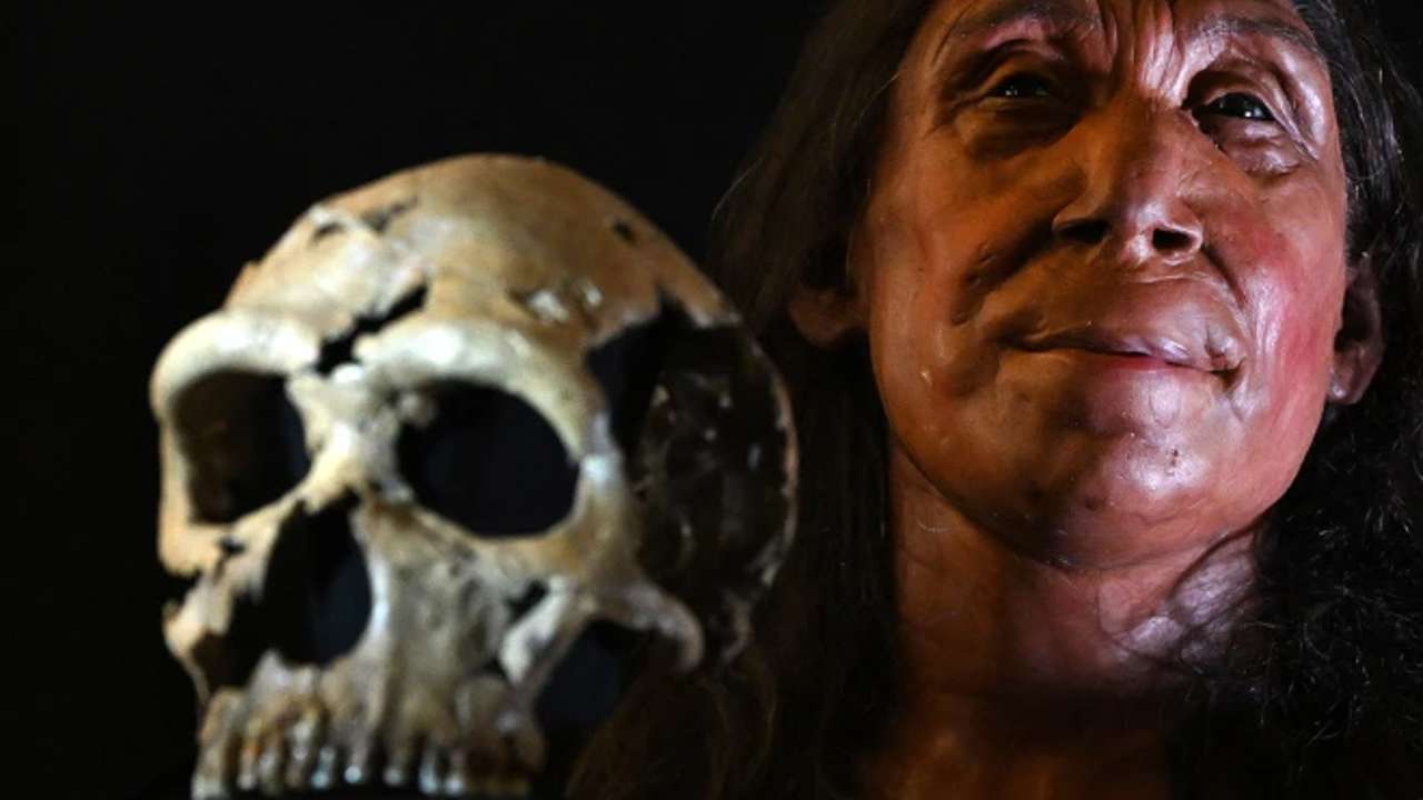 El apareamiento entre neandertales y humanos fue breve pero productivo