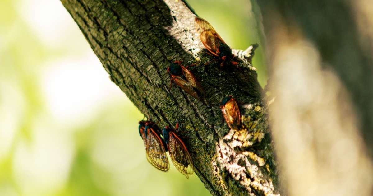 6 claves para entender el "apocalipsis" de las cigarras periódicas