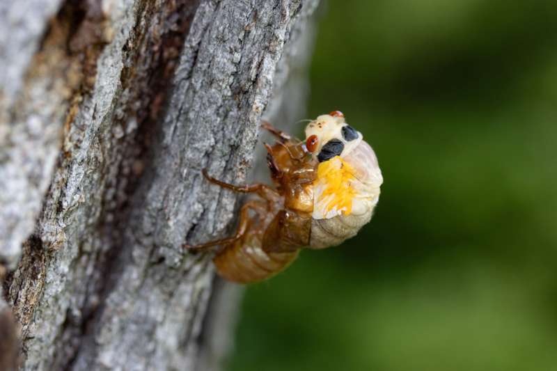 6 claves para entender el "apocalipsis" de las cigarras periódicas