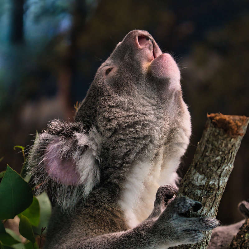 Las mejores imágenes de National Geographic y sus fotógrafos