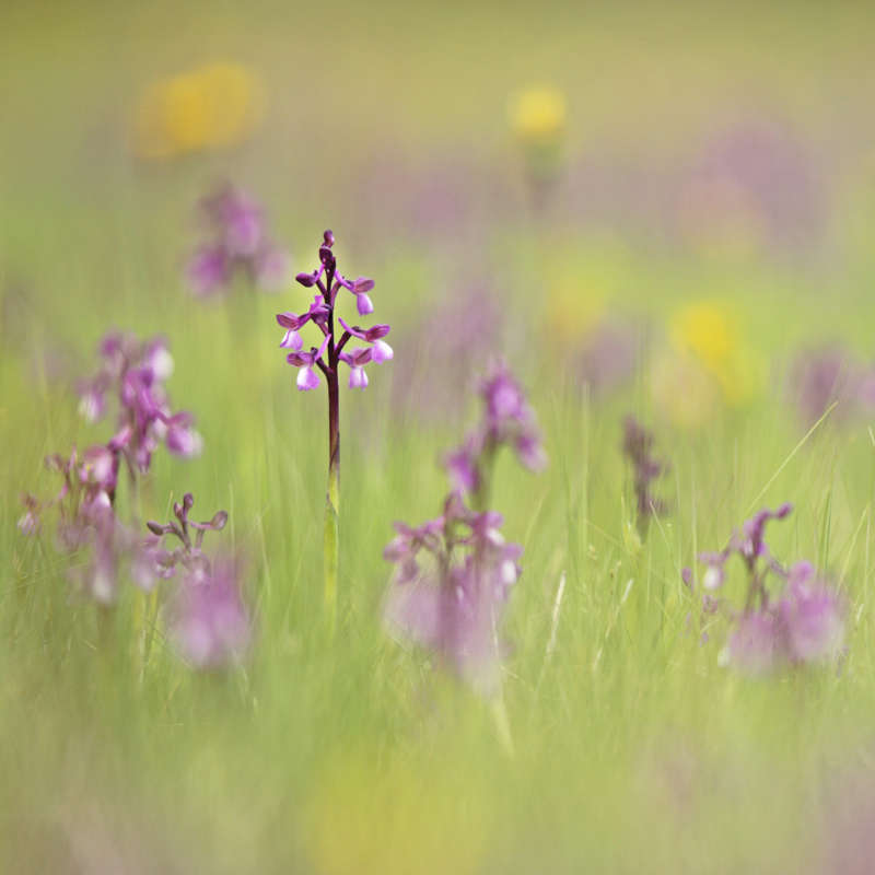 Flowers disassemble a photograph