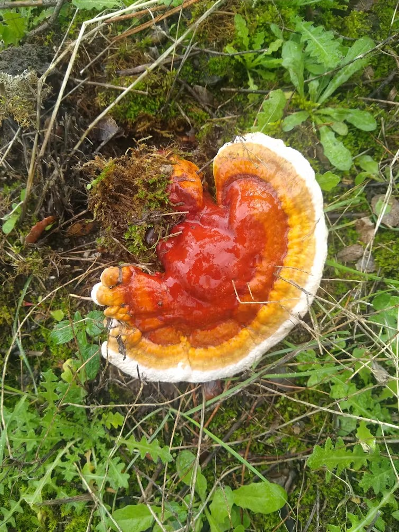 ganoderma