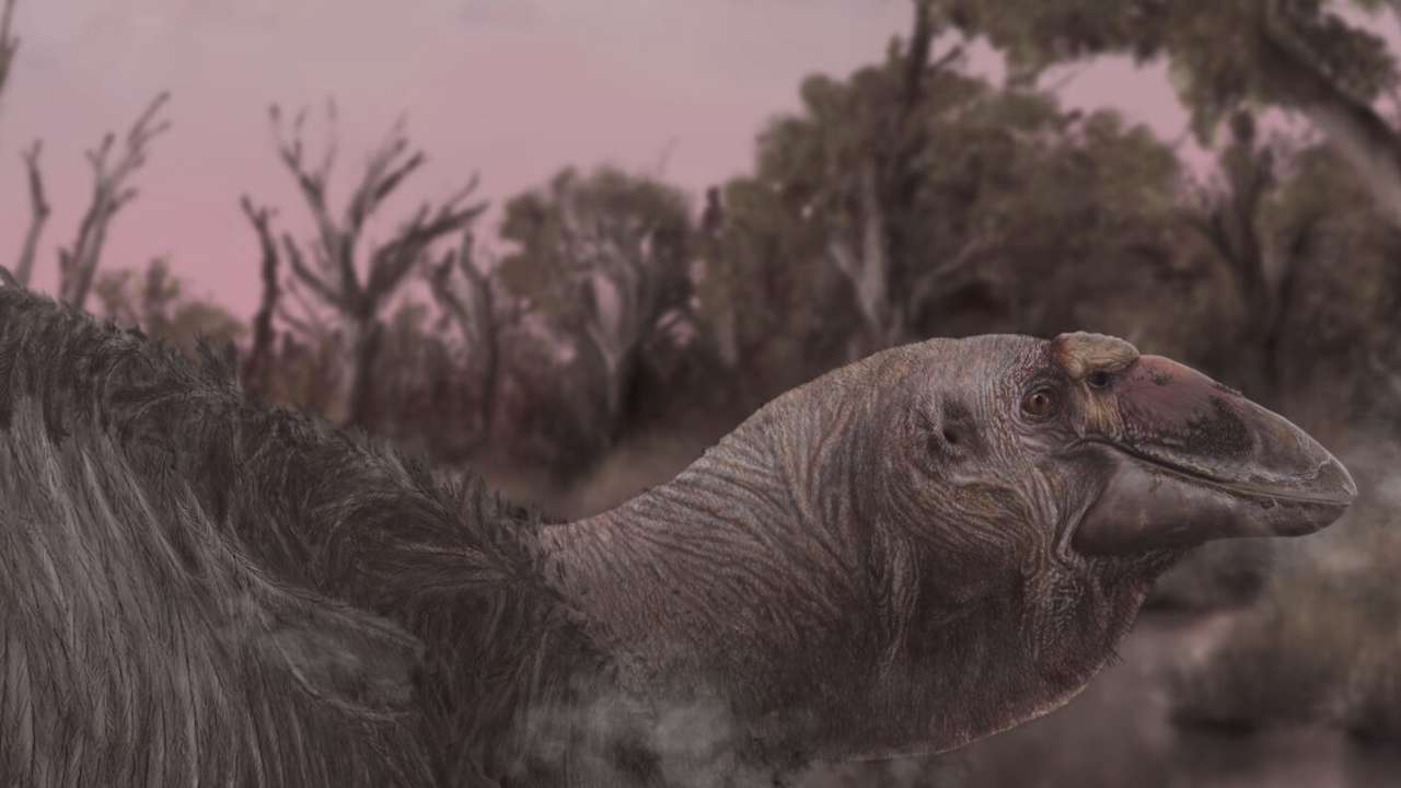 Un ganso gigante habitó Australia hasta hace 45.000 años