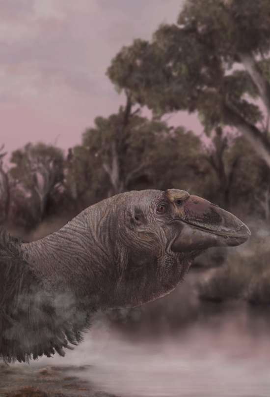 Un ganso gigante habitó Australia hasta hace 45.000 años
